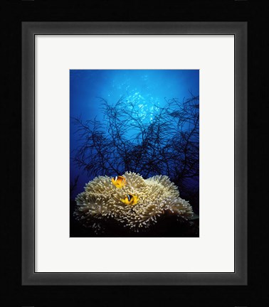 Framed Mat anemone and Allard's anemonefish (Amphiprion allardi) in the ocean Print