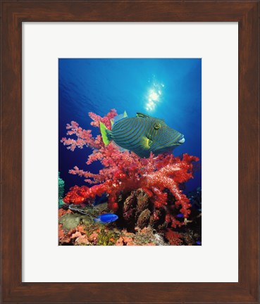 Framed Orange-Lined triggerfish (Balistapus undulatus) and soft corals in the ocean Print