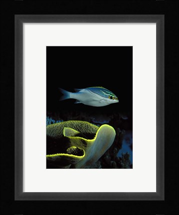 Framed Two-Lined monocle bream (Scolopsis bilineata) and coral in the ocean Print