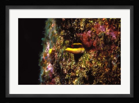 Framed Wrasse blenny in coral wall in the sea Print