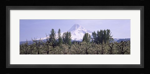 Framed Fruit trees in an orchard with a snowcapped mountain in the background, Mt Hood, Hood River Valley, Oregon, USA Print