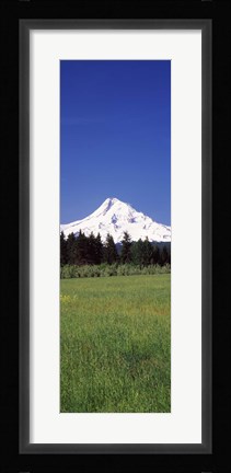 Framed Field with a snowcapped mountain in the background, Mt Hood, Oregon (vertical) Print