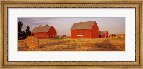 Framed Red barns in a farm, Palouse, Whitman County, Washington State, USA Print