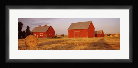 Framed Red barns in a farm, Palouse, Whitman County, Washington State, USA Print