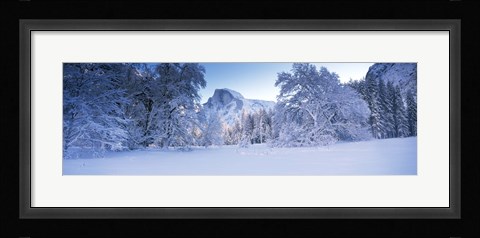 Framed Oak trees and rock formations covered with snow, Half Dome, Yosemite National Park, California Print