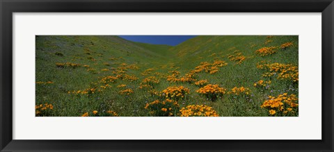 Framed Orange Wildflowers on a hillside, California Print