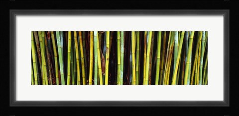 Framed Bamboo trees in a botanical garden, Kanapaha Botanical Gardens, Gainesville, Alachua County, Florida Print