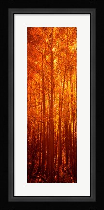 Framed Aspen trees at sunrise in autumn, Colorado (vertical) Print