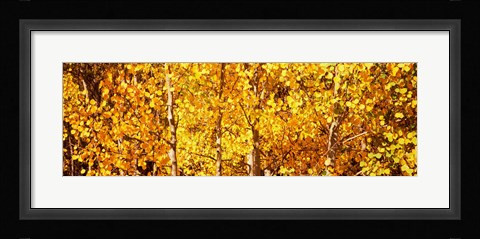 Framed Aspen trees with yellow foliage, Colorado, USA Print