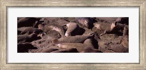 Framed Elephant seals on the beach, San Luis Obispo County, California Print