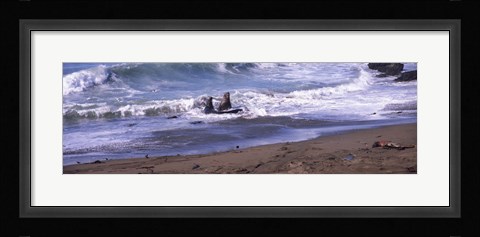 Framed Elephant seals in the sea, San Luis Obispo County, California, USA Print