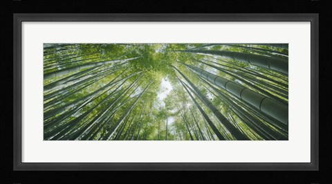 Framed Low angle view of bamboo trees, Hokokuji Temple, Kamakura, Kanagawa Prefecture, Kanto Region, Honshu, Japan Print