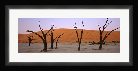 Framed Dead trees in a desert at sunrise, Dead Vlei, Sossusvlei, Namib-Naukluft National Park, Namibia Print