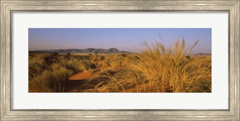 Framed Grass growing in a desert, Namib Rand Nature Reserve, Namib Desert, Namibia Print