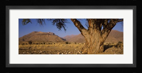 Framed Camelthorn tree (Acacia erioloba) with mountains in the background, Brandberg Mountains, Damaraland, Namib Desert, Namibia Print