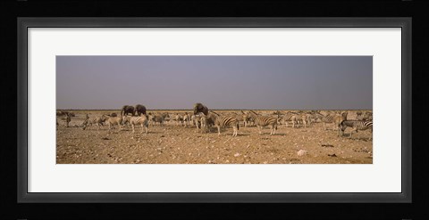 Framed Herd of Burchell's zebras (Equus quagga burchelli) with elephants in a field, Etosha National Park, Kunene Region, Namibia Print