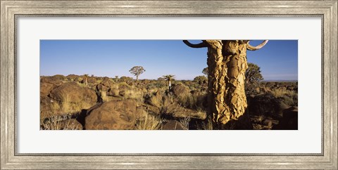 Framed Quiver tree (Aloe dichotoma) growing in a desert, Namibia Print