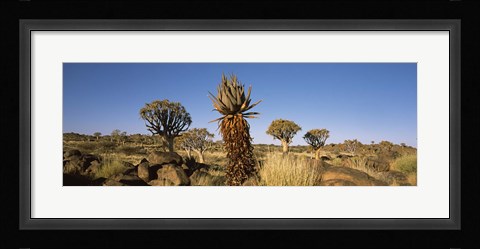 Framed Different Aloe species growing amongst the rocks at the Quiver tree (Aloe dichotoma) forest, Namibia Print