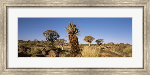 Framed Different Aloe species growing amongst the rocks at the Quiver tree (Aloe dichotoma) forest, Namibia Print