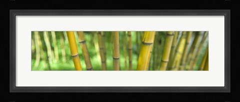 Framed Close-up of bamboo, California, USA Print