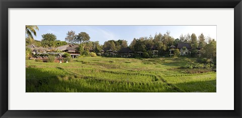 Framed Rice fieldst, Chiang Mai, Thailand Print