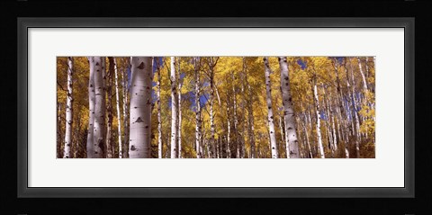 Framed Forest, Grand Teton National Park, Teton County, Wyoming, USA Print