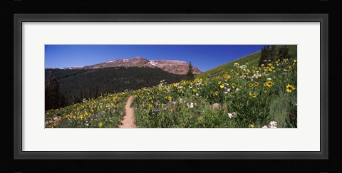 Framed Wildflowers in a field with Mountains, Crested Butte, Colorado Print
