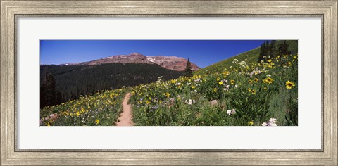 Framed Wildflowers in a field with Mountains, Crested Butte, Colorado Print