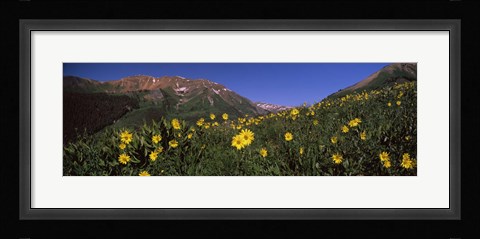 Framed Wildflowers in a forest, Kebler Pass, Crested Butte, Gunnison County, Colorado, USA Print