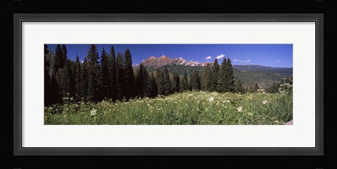 Framed Forest, Kebler Pass, Crested Butte, Gunnison County, Colorado, USA Print