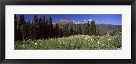 Framed Forest, Kebler Pass, Crested Butte, Gunnison County, Colorado, USA Print