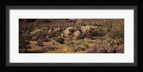 Framed Saguaro cacti (Carnegiea gigantea) on a landscape, Organ Pipe Cactus National Monument, Arizona, USA Print