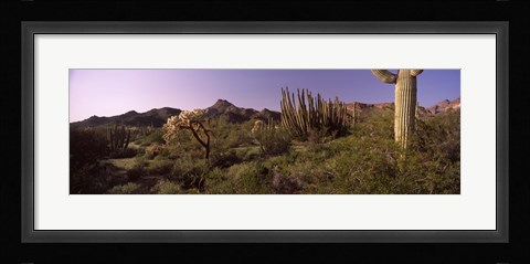 Framed Organ Pipe cactus, Arizona Print