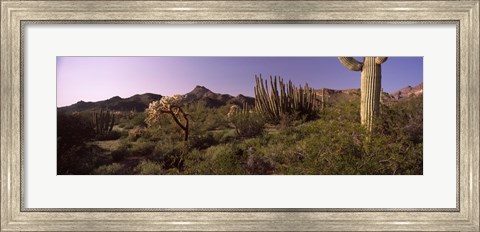 Framed Organ Pipe cactus, Arizona Print