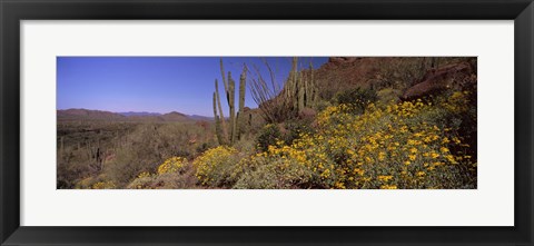 Framed Organ Pipe cactus and yellow wildflowers, Arizona Print