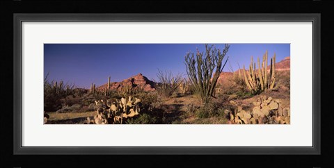 Framed Organ Pipe Cacti, Organ Pipe Cactus National Monument, Arizona, USA Print
