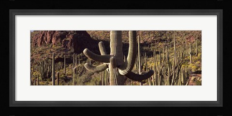 Framed Cacti on a landscape, Arizona Print