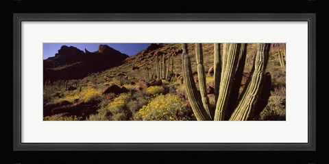 Framed Desert Landscape, Organ Pipe Cactus National Monument, Arizona, USA Print