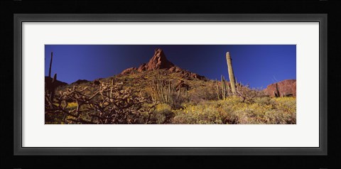 Framed Organ Pipe Cactus National Monument, Arizona Print