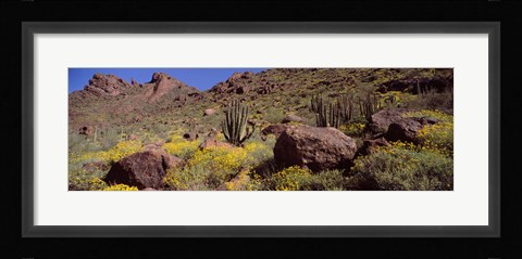 Framed Cacti with wildflowers on a landscape, Organ Pipe Cactus National Monument, Arizona, USA Print