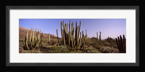 Framed Organ Pipe Cacti on a Landscape, Organ Pipe Cactus National Monument, Arizona, USA Print