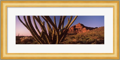 Framed Organ Pipe cactus on a landscape, Organ Pipe Cactus National Monument, Arizona Print