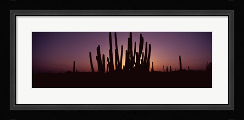 Framed Silhouette of Organ Pipe cacti (Stenocereus thurberi) on a landscape, Organ Pipe Cactus National Monument, Arizona, USA Print