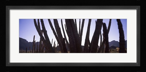Framed Cactus Close-Up, Organ Pipe Cactus National Monument, Arizona, USA Print