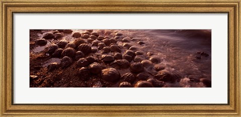 Framed Horseshoe crabs (Limulus polyphemus), spawning, Port Mahon, Delaware River, Delaware, USA Print