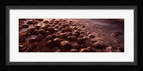 Framed Horseshoe crabs (Limulus polyphemus), spawning, Port Mahon, Delaware River, Delaware, USA Print