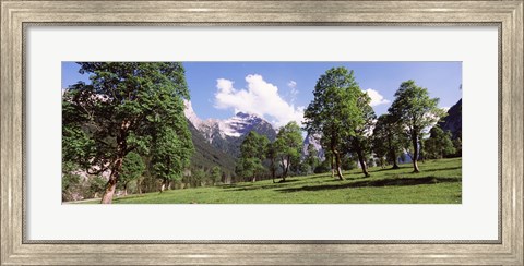 Framed Maple trees with mountain range in the background, Karwendel Mountains, Risstal Valley, Hinterriss, Tyrol, Austria Print