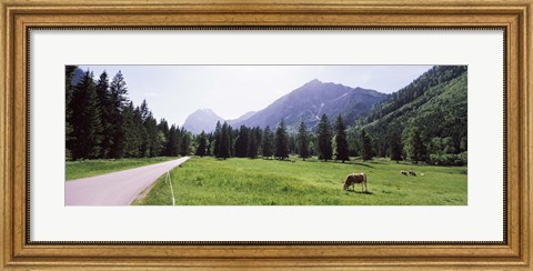 Framed Cows grazing in a field, Karwendel Mountains, Risstal Valley, Hinterriss, Tyrol, Austria Print
