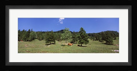 Framed Herd of cows grazing in a field, Karwendel Mountains, Risstal Valley, Hinterriss, Tyrol, Austria Print