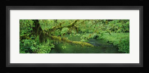 Framed Stream flowing through a rainforest, Hoh Rainforest, Olympic National Park, Washington State, USA Print